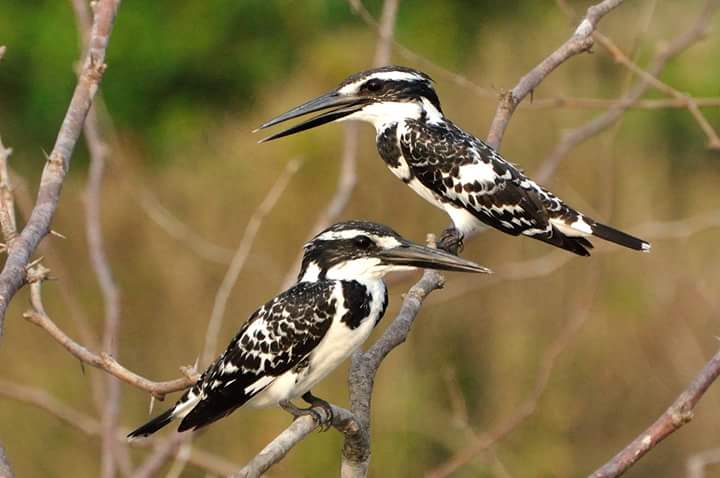 Sundarban